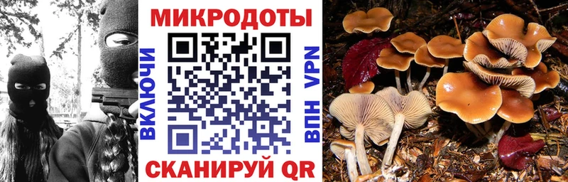Галлюциногенные грибы Psilocybine cubensis  omg как зайти  Дмитриев 